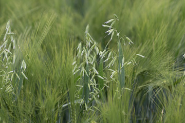 Young Green wheat in spring times, fields of Vojvodina region in Serbia