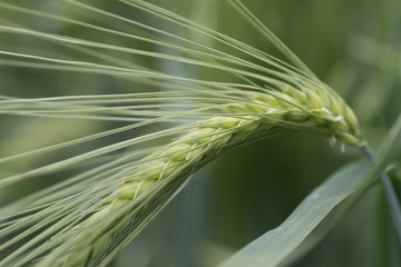 Young Green wheat in spring times, fields of Vojvodina region in Serbia