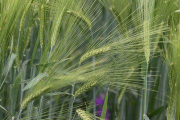 Young Green wheat in spring times, fields of Vojvodina region in Serbia
