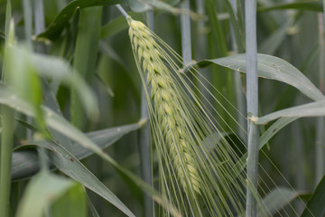 Young Green wheat in spring times, fields of Vojvodina region in Serbia