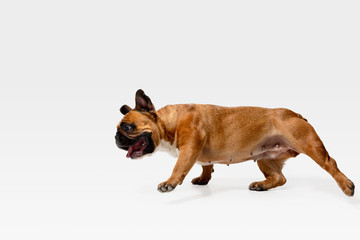 Young French Bulldog is posing. Cute white-braun doggy or pet is playing and looking happy isolated on white background. Studio photoshot. Concept of motion, movement, action. Negative space.