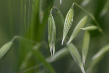 Young Green wheat in spring times, fields of Vojvodina region in Serbia