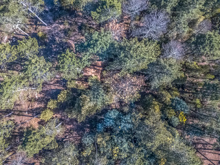Aerial view of drone, with typical Portuguese forest, crown of trees, pines and oaks