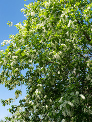 Beautiful white cherry flowers on a blue sky background.