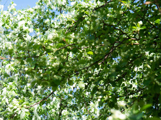 Obraz premium Beautiful white cherry flowers on a blue sky background.