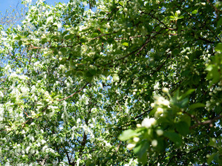 Beautiful white cherry flowers on a blue sky background.