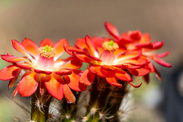 Close-up of three red cactus flowers, scientific name Cactaceae, blossom