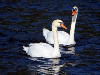 Obraz premium Schwäne am See