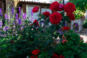 red roses grow in the garden
