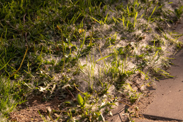 White fluff lies on the edge of the road on the green grass. concept poplar allergy. Topolinny down, seeds, lie on the green grass in the city. Fluffy tree seeds poplar. Reproduction of trees.
