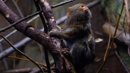 A wild family of monkeys sitting close together on a tree in the jungle on a summer day. Concept of: Wild monkeys, Wood, Family, Exotic, Small, Slow Motion, Favi, Dwarf monkey.