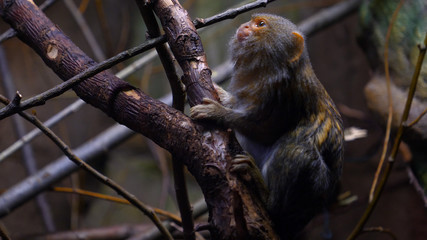 A wild family of monkeys sitting close together on a tree in the jungle on a summer day. Concept of: Wild monkeys, Wood, Family, Exotic, Small, Slow Motion, Favi, Dwarf monkey.