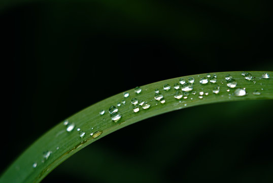 Many dew droplets on a single narrow green blade of grass, on black background, macro