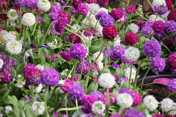 Obraz premium Portulak