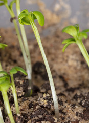 A small plant grows from the ground