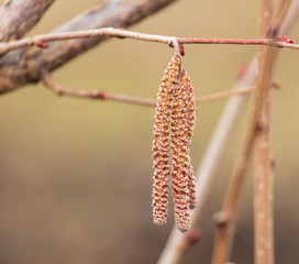 Flowers on hazelnut branches in spring