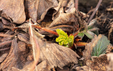 Strawberry leaves in early spring