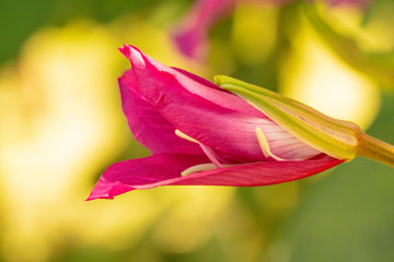 This a a beautiful pink flower of the hibiscus plant. It is a new bloom and is slowly starting to open.