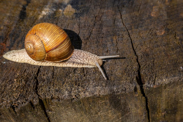 Snail on a tree in a summer park outdoors.