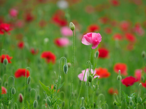 シャーレーポピー Images Browse 444 Stock Photos Vectors And Video Adobe Stock