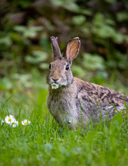 Rabbit eating flower in his habitat natural