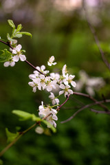 Fototapeta premium Beautiful spring branches of cherry tree in blooming rural garden