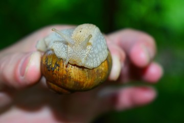 Terrestrial molluscs or land molluscs  are ecological group that includes allmolluscs that lives on land in contrast to freshwater and marine molluscs