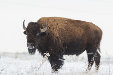 American Bison on the High Plains of Colorado