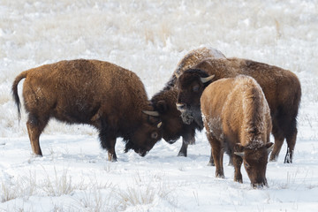 American Bison on the High Plains of Colorado