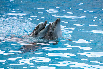 Two dolphins cuddle in the water
