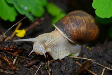Terrestrial molluscs or land molluscs  are ecological group that includes allmolluscs that lives on land in contrast to freshwater and marine molluscs