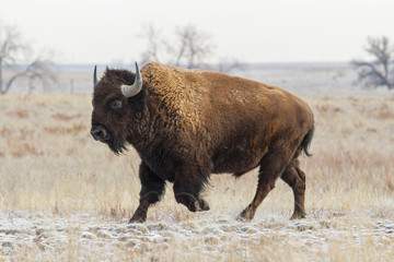 American Bison on the High Plains of Colorado
