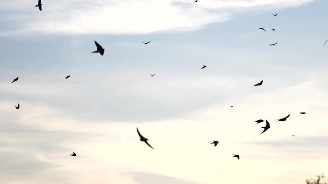 flock of birds fly at slow motion motion at dawn