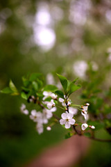 Beautiful spring branches of cherry tree in blooming rural garden