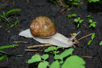 Terrestrial molluscs or land molluscs  are ecological group that includes allmolluscs that lives on land in contrast to freshwater and marine molluscs