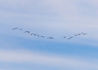 A flock of birds fly south on a blue sky