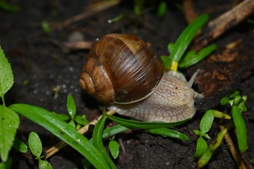 Terrestrial molluscs or land molluscs  are ecological group that includes allmolluscs that lives on land in contrast to freshwater and marine molluscs
