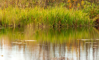 Obraz premium Grass and reed with reflection in the pond