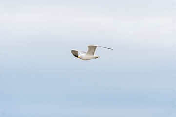 Herring Gull flying with wings high
