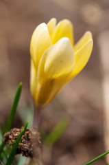 Yellow snowdrop flower on nature in spring