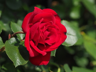 薔薇（深度合成）