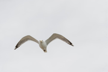 Herring Gull flying level head cocked eye contact wings high