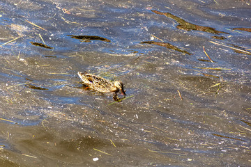The gray duck floats in a dirty river