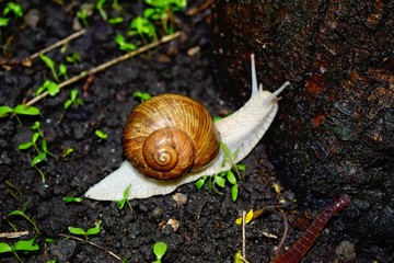 Terrestrial molluscs or land molluscs  are ecological group that includes allmolluscs that lives on land in contrast to freshwater and marine molluscs