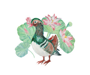 Watercolor bird. Mandarin Duck with pink Lotus on white background. Hand drawn illustration