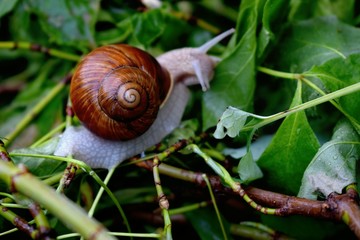 Terrestrial molluscs or land molluscs  are ecological group that includes allmolluscs that lives on land in contrast to freshwater and marine molluscs