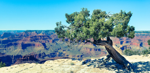 Tree on the edge of Grand-Canyon