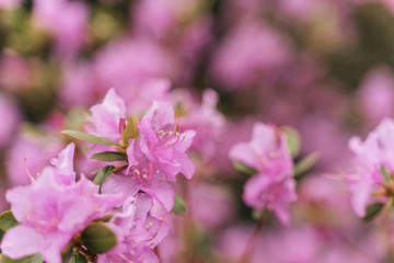 Amazing view of colorful rododendron blooming in the garden under sunlight. Natural flower background. Spring Day. Outdoors.
