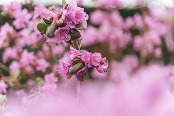 Amazing view of colorful rododendron blooming in the garden under sunlight. Natural flower background. Spring Day. Outdoors.