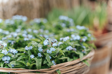 Variety of plants and flowers at flower market, selective focus on flowers, toned image